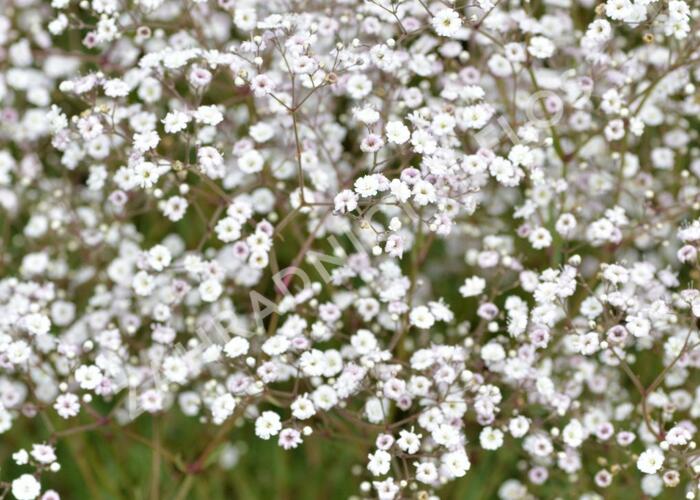 Šater latnatý 'Festival White' - Gypsophila paniculata 'Festival White'