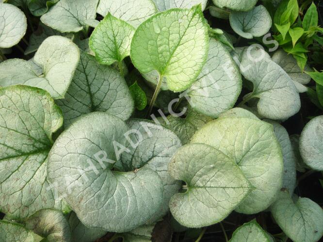 Pomněnkovec velkolistý 'Looking Glass' - Brunnera macrophylla 'Looking Glass'