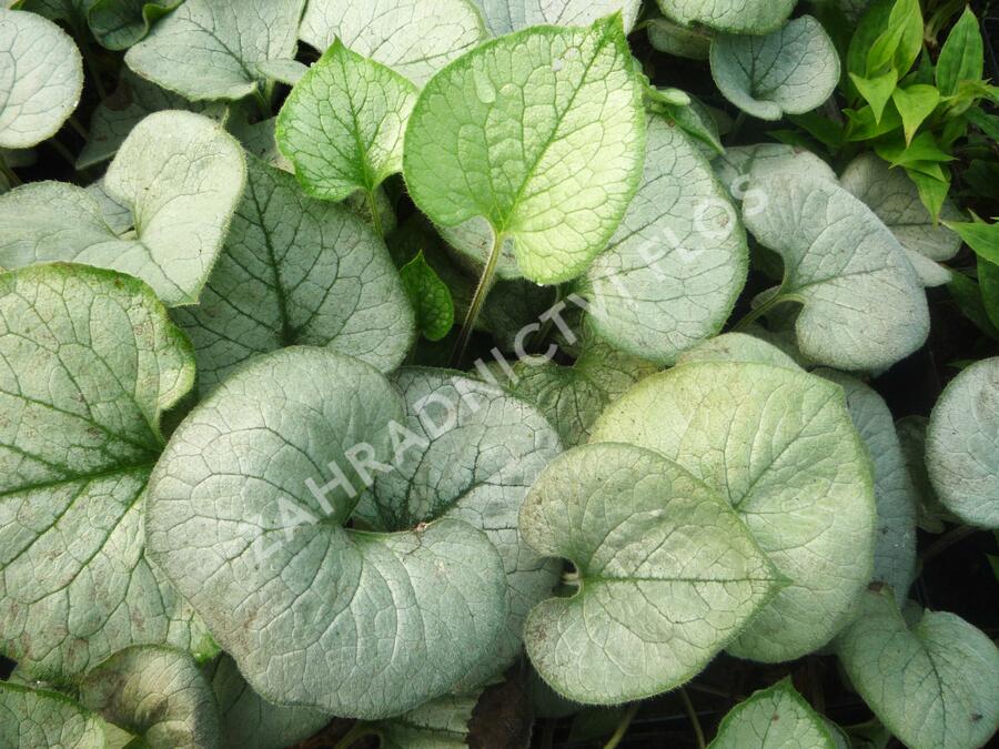 Pomněnkovec velkolistý 'Looking Glass' - Brunnera macrophylla 'Looking Glass'