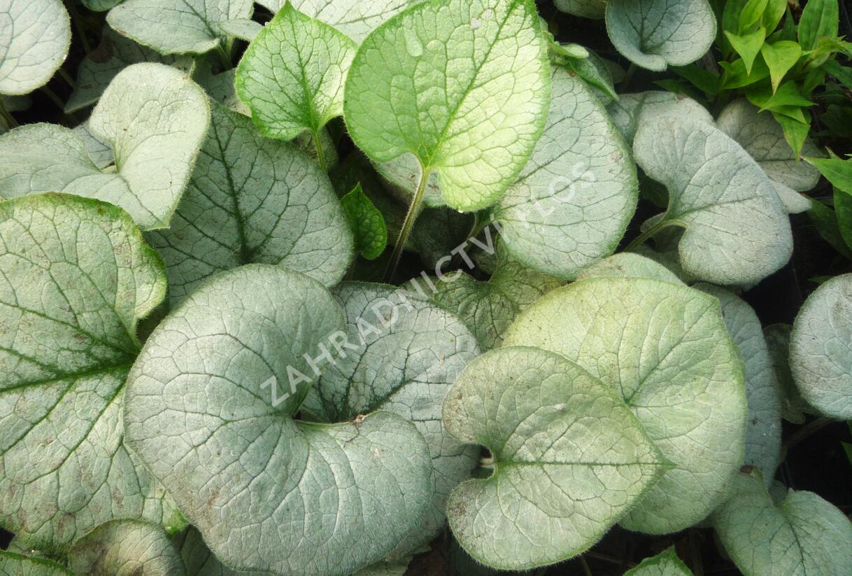 Pomněnkovec velkolistý 'Looking Glass' - Brunnera macrophylla 'Looking Glass'