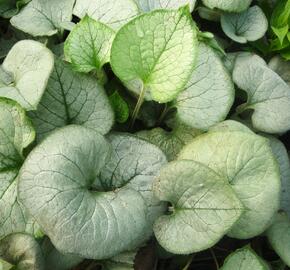 Pomněnkovec velkolistý 'Looking Glass' - Brunnera macrophylla 'Looking Glass'