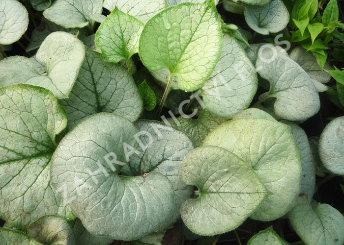 Pomněnkovec velkolistý 'Looking Glass' - Brunnera macrophylla 'Looking Glass'