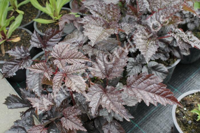 Čechrava Thunbergova 'Chocolate Shogun' - Astilbe thunbergii 'Chocolate Shogun'