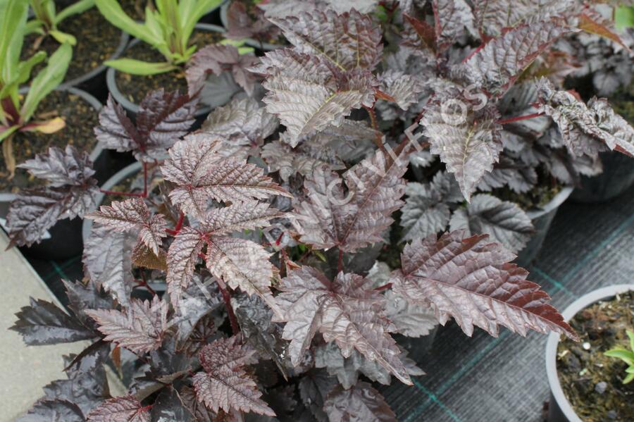 Čechrava Thunbergova 'Chocolate Shogun' - Astilbe thunbergii 'Chocolate Shogun'