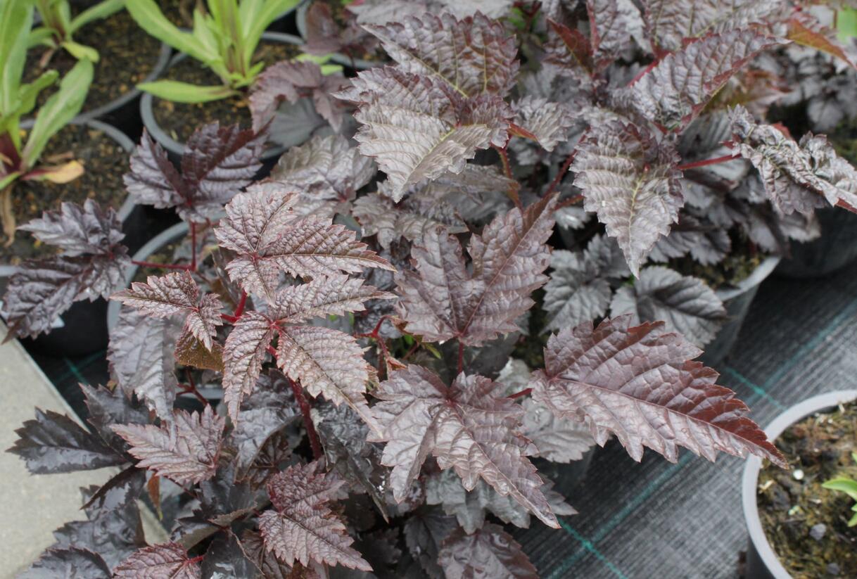 Čechrava Thunbergova 'Chocolate Shogun' - Astilbe thunbergii 'Chocolate Shogun'