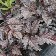 Čechrava Thunbergova 'Chocolate Shogun' - Astilbe thunbergii 'Chocolate Shogun'