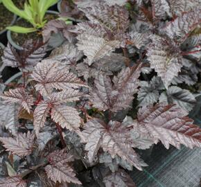 Čechrava 'Chocolate Shogun' - Astilbe thunbergii 'Chocolate Shogun'