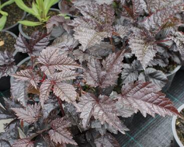 Čechrava Thunbergova 'Chocolate Shogun'