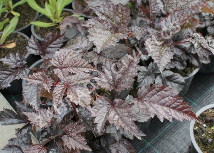 Čechrava 'Chocolate Shogun' - Astilbe thunbergii 'Chocolate Shogun'