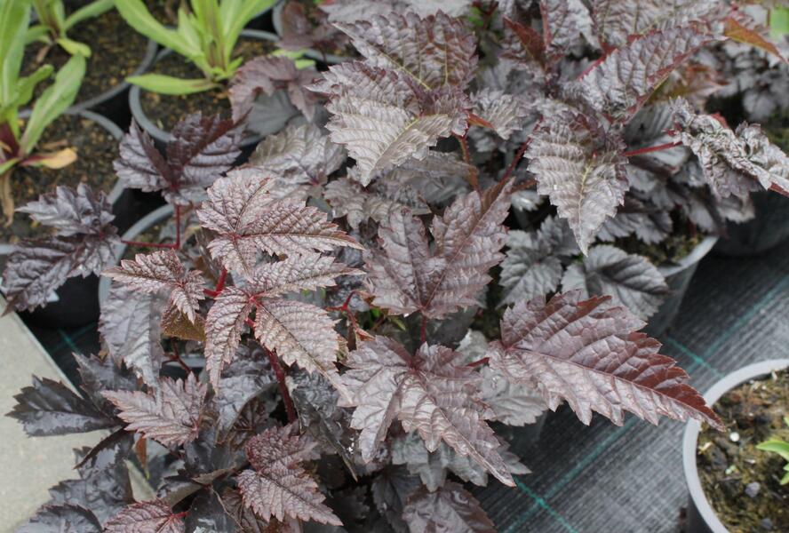 Čechrava Thunbergova 'Chocolate Shogun' - Astilbe thunbergii 'Chocolate Shogun'