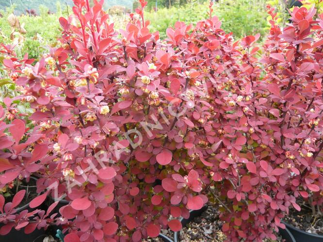 Dřišťál Thunbergův 'Orange Rocket' - Berberis thunbergii 'Orange Rocket'