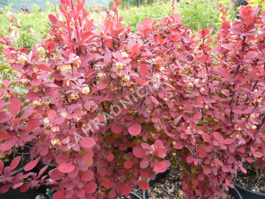 Dřišťál Thunbergův 'Orange Rocket' - Berberis thunbergii 'Orange Rocket'