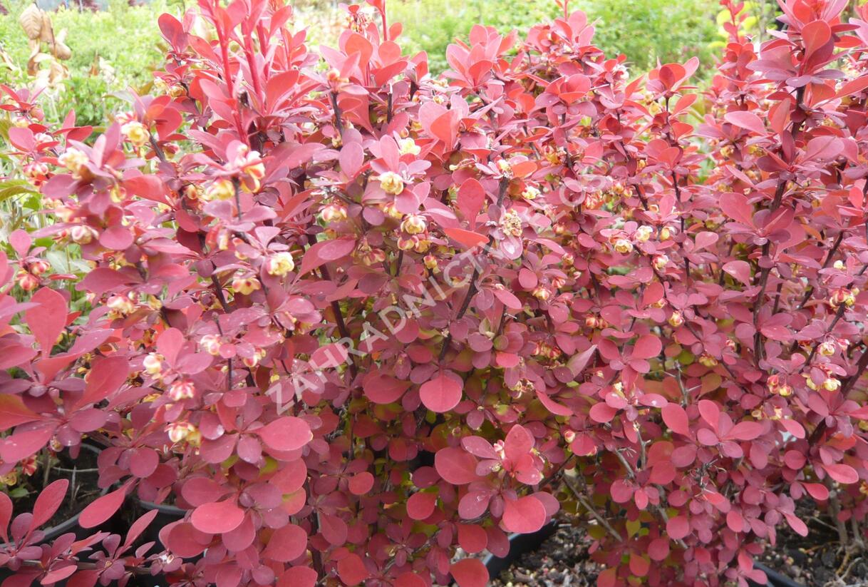 Dřišťál Thunbergův 'Orange Rocket' - Berberis thunbergii 'Orange Rocket'