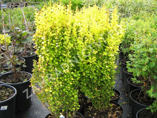 Dřišťál Thunbergův 'Golden Rocket' - Berberis thunbergii 'Golden Rocket'