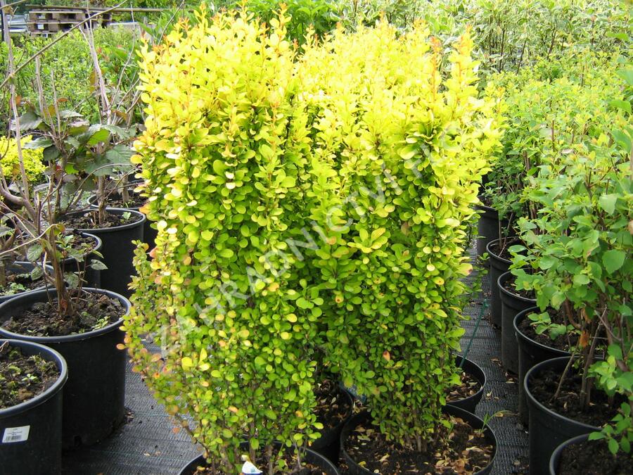 Dřišťál Thunbergův 'Golden Rocket' - Berberis thunbergii 'Golden Rocket'