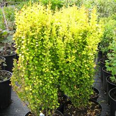 Dřišťál Thunbergův 'Golden Rocket' - Berberis thunbergii 'Golden Rocket'