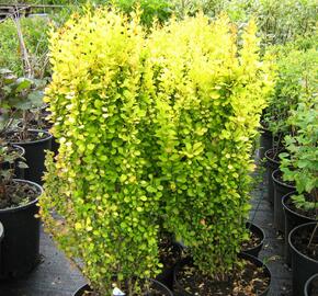 Dřišťál Thunbergův 'Golden Rocket' - Berberis thunbergii 'Golden Rocket'