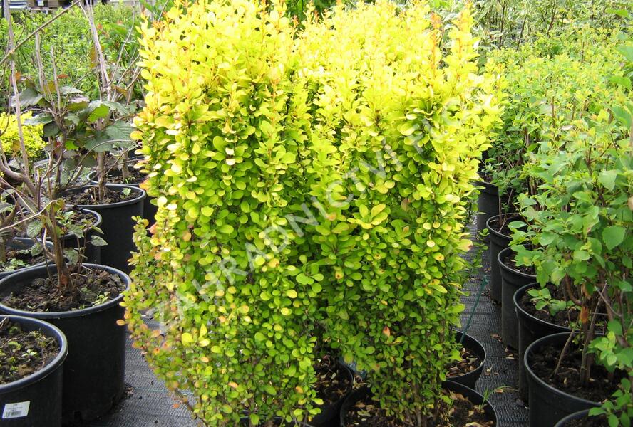 Dřišťál Thunbergův 'Golden Rocket' - Berberis thunbergii 'Golden Rocket'