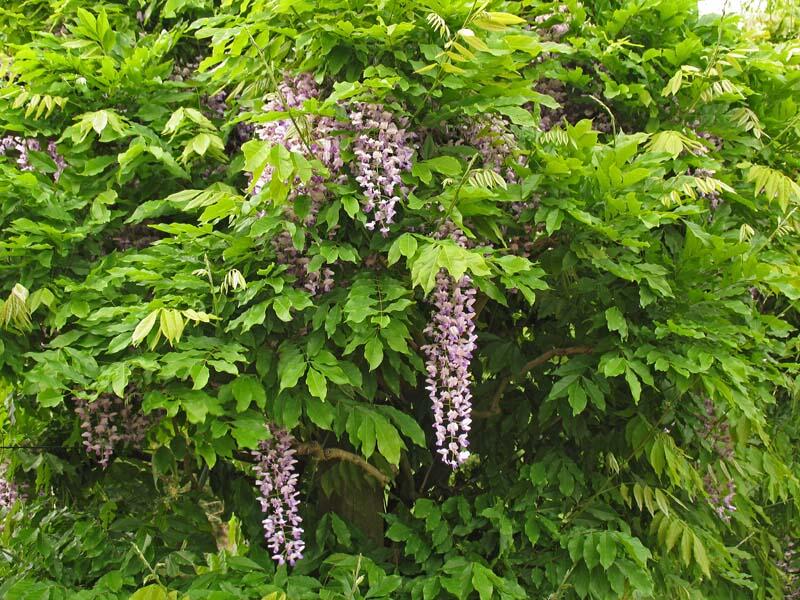 Vistárie květnatá - Wisteria floribunda