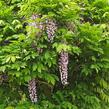 Vistárie květnatá - Wisteria floribunda