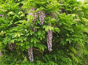 Vistárie květnatá - Wisteria floribunda