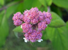 Hortenzie drsná - Hydrangea aspera