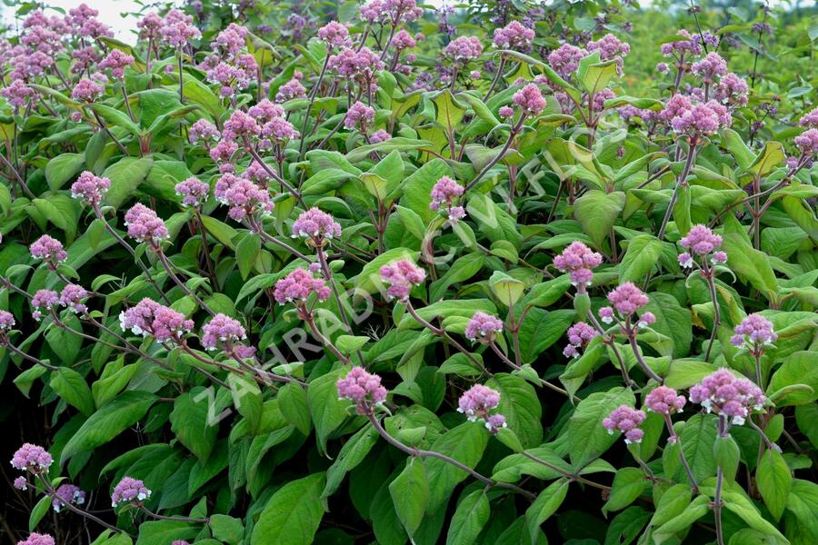 Hortenzie drsná - Hydrangea aspera