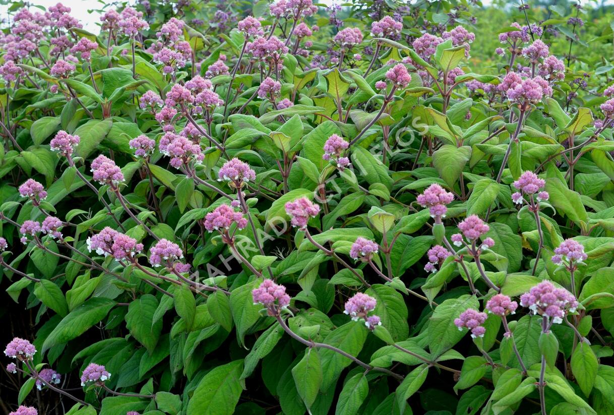 Hortenzie drsná - Hydrangea aspera