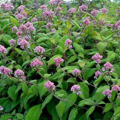 Hortenzie drsná - Hydrangea aspera