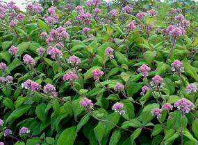 Hortenzie drsná - Hydrangea aspera