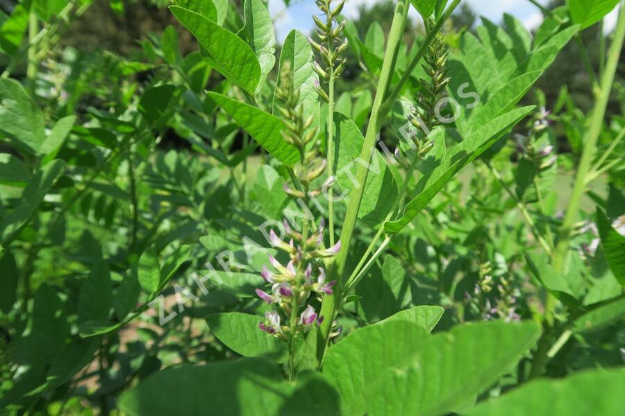 Lékořice lysá - Glycyrrhiza glabra