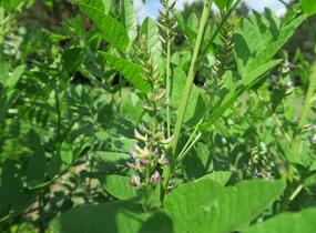 Lékořice lysá - Glycyrrhiza glabra