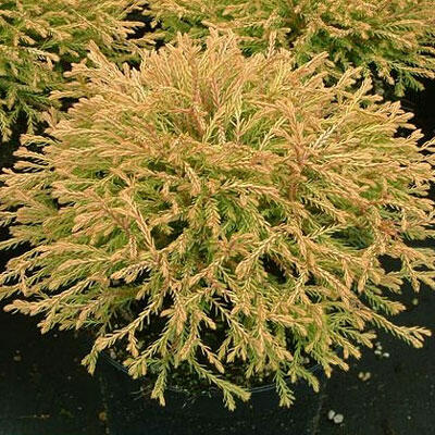 Zerav, túje západní 'Golden Tuffet' - Thuja occidentalis 'Golden Tuffet'