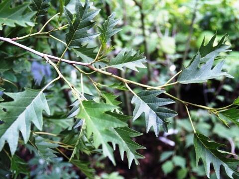 Olše lepkavá 'Laciniata' - Alnus glutinosa 'Laciniata'