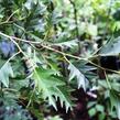 Olše lepkavá 'Laciniata' - Alnus glutinosa 'Laciniata'