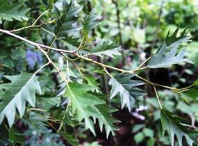 Olše lepkavá 'Laciniata' - Alnus glutinosa 'Laciniata'