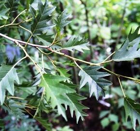 Olše lepkavá 'Laciniata' - Alnus glutinosa 'Laciniata'