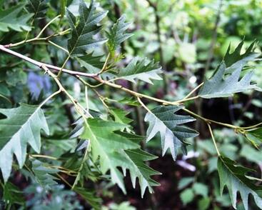 Olše lepkavá 'Laciniata'