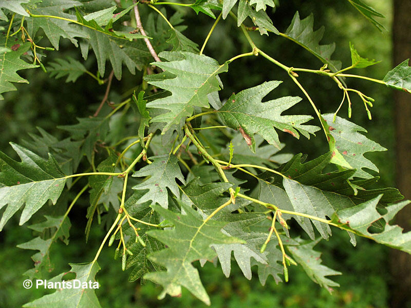 Olše lepkavá 'Laciniata' - Alnus glutinosa 'Laciniata'