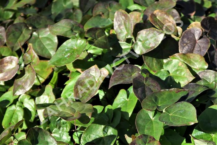 Škornice zpeřená - Epimedium pinnatum colchicum