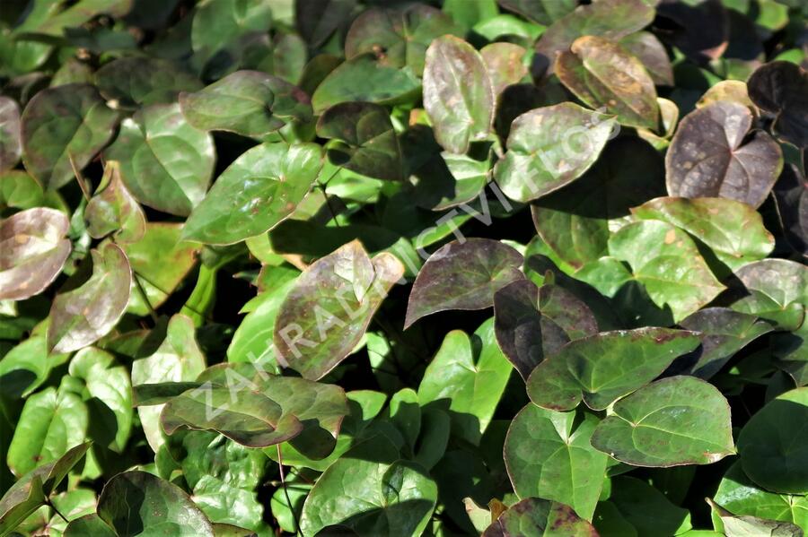 Škornice zpeřená - Epimedium pinnatum colchicum