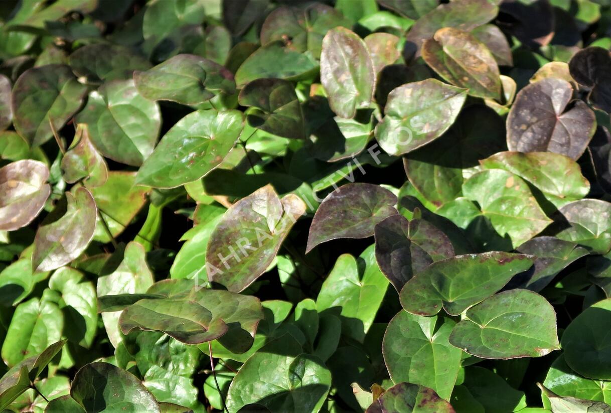 Škornice zpeřená - Epimedium pinnatum colchicum