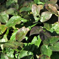 Škornice zpeřená - Epimedium pinnatum colchicum