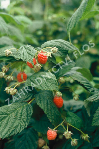 Ostružiník křovitý - Rubus fruticosus