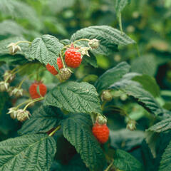 Ostružiník křovitý - Rubus fruticosus