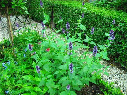 Agastache 'Black Adder' - Agastache hybrida 'Black Adder'