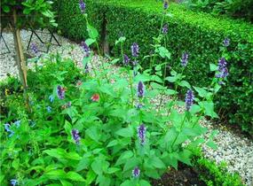 Agastache 'Black Adder' - Agastache hybrida 'Black Adder'