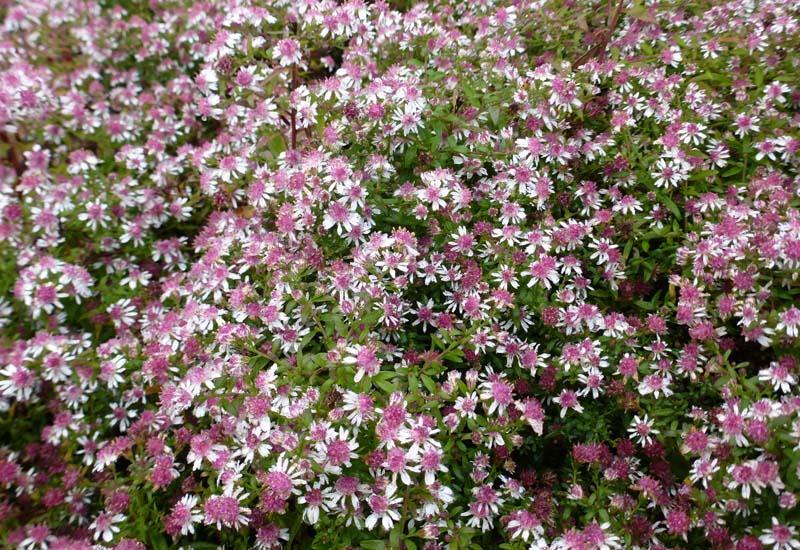 Hvězdnice pokřivená var. horizontalis - Aster lateriflorus var. horizontalis