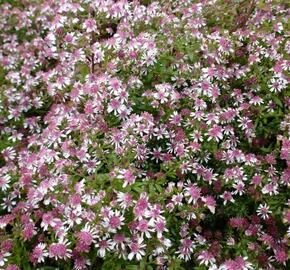 Hvězdnice pokřivená var. horizontalis - Aster lateriflorus var. horizontalis