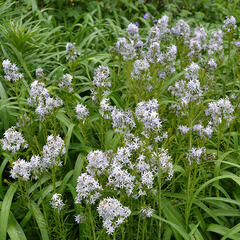 Amsónie hubrichtii - Amsonia hubrichtii